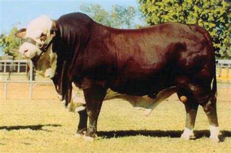 ascot rum 888|Catálogo 2024 .